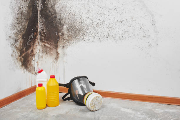 Best Black Mold Removal  in West Loch Estate, HI