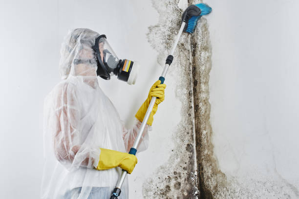 Best Local Mold Removal Service  in West Loch Estate, HI